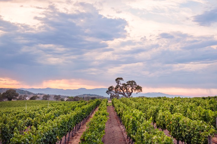 DuMOL Winery - Vineyard and Oak Tree - From dumol.com